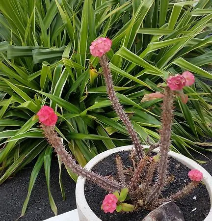 Cristina * Puerto del Carmen (Lanzarote)